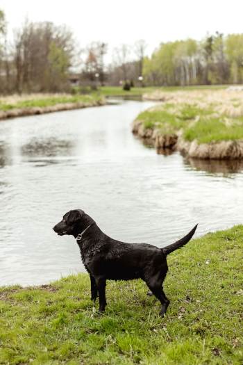 Platte River Kennels - Evie